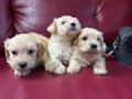 Maltipoo yavrularım sağlık ve garantilidir