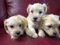 Maltipoo yavrularım sağlık ve garantilidir