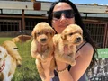 Golden retriver yavrularım sağlık ve garantilidir