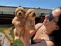 Golden retriver yavrularım sağlık ve garantilidir