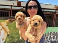 Golden retriver yavrularım sağlık ve garantilidir