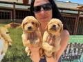 Golden retriver yavrularım sağlık ve garantilidir