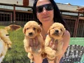 Golden retriver yavrularım sağlık ve garantilidir