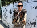 Cane Corso yavrularım sağlık ve garantilidir