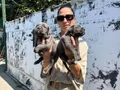 Cane Corso yavrularım sağlık ve garantilidir