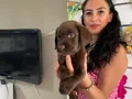Labrador yavrularım sağlık ve ırk garantilidir