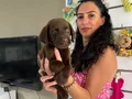 Labrador yavrularım sağlık ve ırk garantilidir