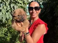 Chowchow yavrularım sağlık ve ırk garantilidir 