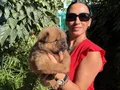 Chowchow yavrularım sağlık ve ırk garantilidir 