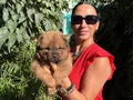 Chowchow yavrularım sağlık ve ırk garantilidir 