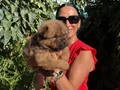 Chowchow yavrularım sağlık ve ırk garantilidir 