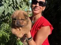 Chowchow yavrularım sağlık ve ırk garantilidir 