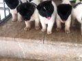 Amerikan Akita yavru pandalar