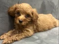 3 aylık mama yiyiyor karma ve parazit aşıları yapıldı 