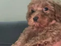 3 aylık mama yiyiyor karma ve parazit aşıları yapıldı 