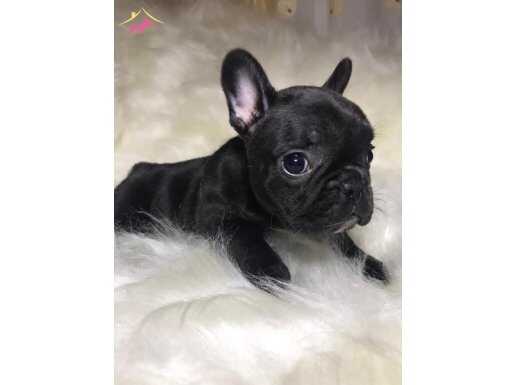 Üst kalite topaç FRENCH BULLDOG yavrularımız 