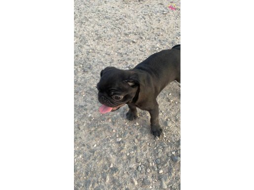 A+ HAMBURGER FACE BLACK PUG MOPS 