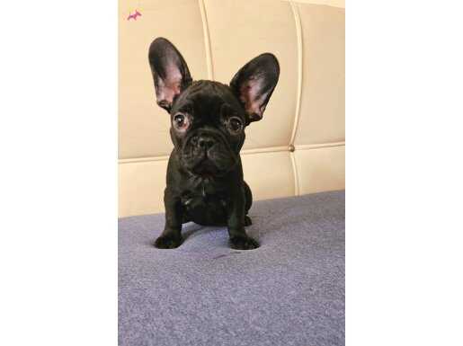 EGZOTİK FRENCH BULLDOG YAVRULAR 
