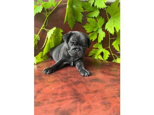 BİBLO GİBİ ÖZEL SİYAH PUG MOPS 