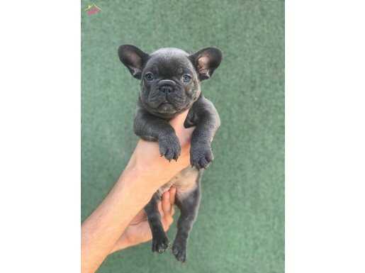 A+ BLUE FRENCH BULLDOG YAVRULAR 