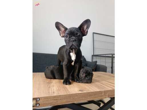 MUHTEŞEM ANATOMİ FRENCH BULLDOG YAVRULAR 