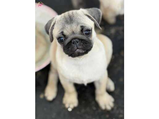 Muhteşem Krem Pug Mops Yavru