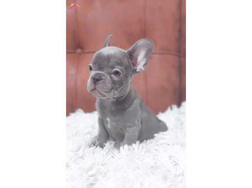 BLUE VE BLUE TAN FRENCH BULLDOG YAVRULAR 