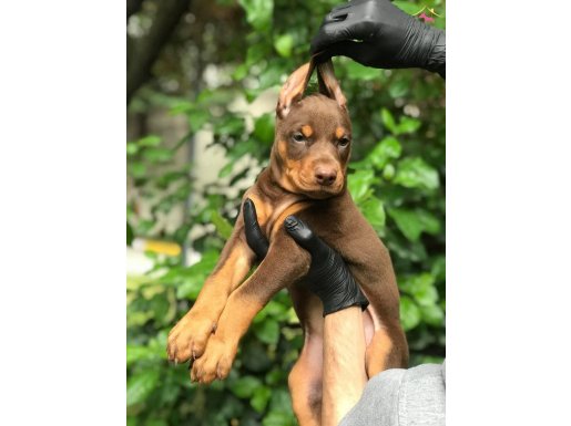 ÜST KALİTE DİŞİ DOBERMAN BEBEKLER