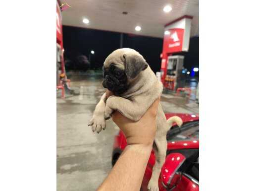 Krem erkek pug mops yavru 