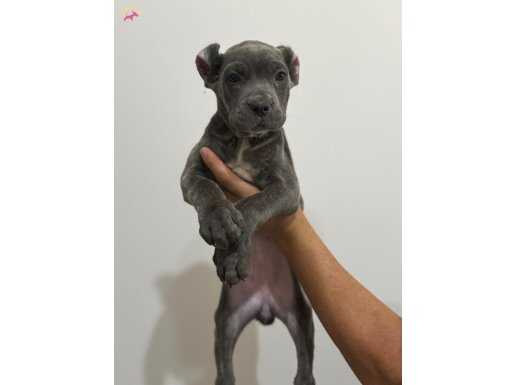 BLUE DİŞİ CANE CORSO 