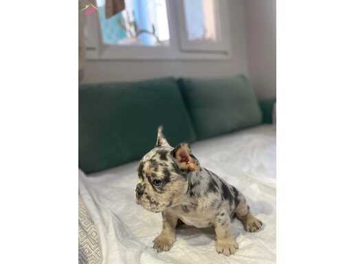 BLUE MERLE YAVRU FRENCH BULLDOG ÖZEL RENK 