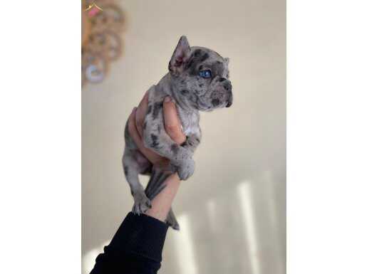 BLUE MERLE ÖZEL FRENCH YAVRULAR 