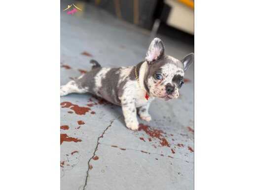 Blue Merle Muhteşem Özel French Bulldog Yavru 