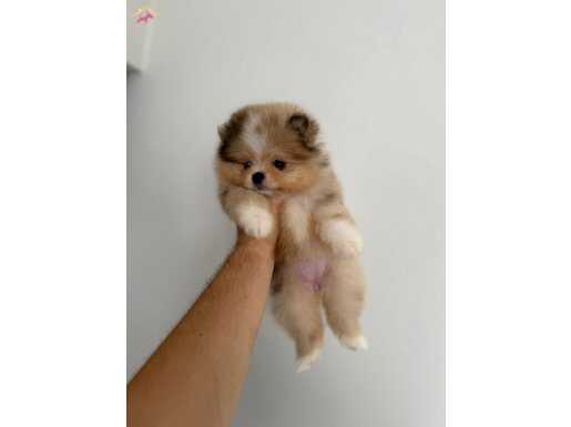 Merle Mavi Göz Pomeranian Boo Özel Nadir 