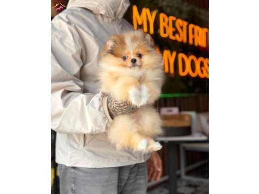 TR TEK MERLE POMERANİAN DİŞİ BOO YAVRU 