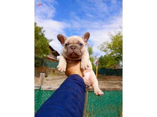 YÜKSEK KALİTE ÜST DÜZEY ANATOMİ FRENCH YAVRULAR 