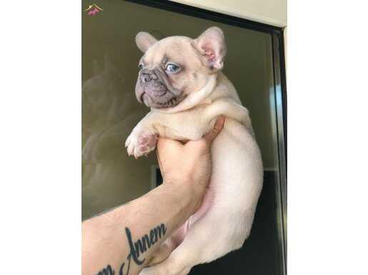 Üst Kalite French Bulldog Yavru 