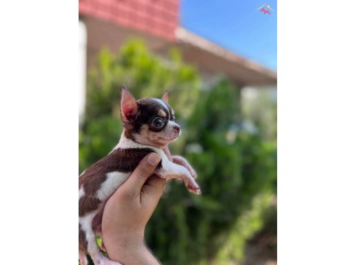 SAFKAN CEP BOY TEACUP ŞİVAVA YAVRU 