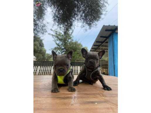 ANATOMİ HARİKASİ EGZOTİK KAN FRENCH YAVRU 