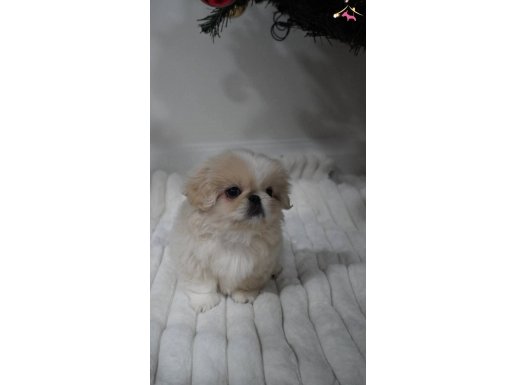 KRALİYET İMPERİAL PEKİNEZ YAVRU 