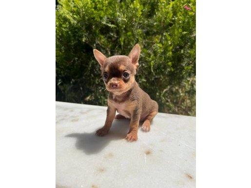 TEACUP CEP BOY ELMA KAFA KÜT BURUN 