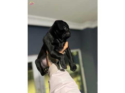 ÜST KALİTE PUG MOPS YAVRU HİNT KUMAŞI 