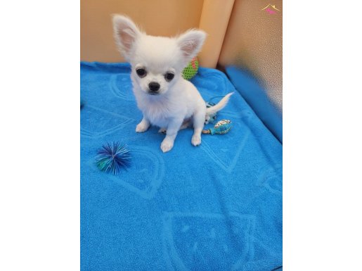 XS Teacup Şivava ( CHİHUAHUA )