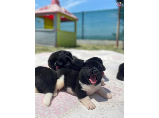 SAFKAN Amerikan Akita Panda Yavrular 