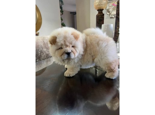 AYICIK CHOW ( ÇİN ASLANI ) YAVRULAR 