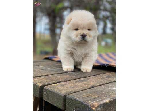 A+ KALİTE CHOW CHOW YAVRULAR 