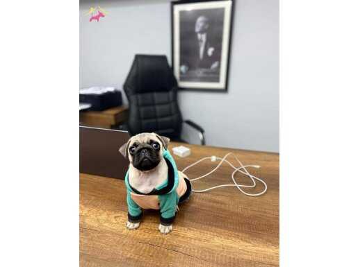 Pug Mops Üst Kalite Yavrular 
