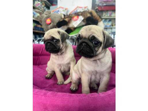 A+ Hamburger Surat Gül Kuyruk Rıfkılar  