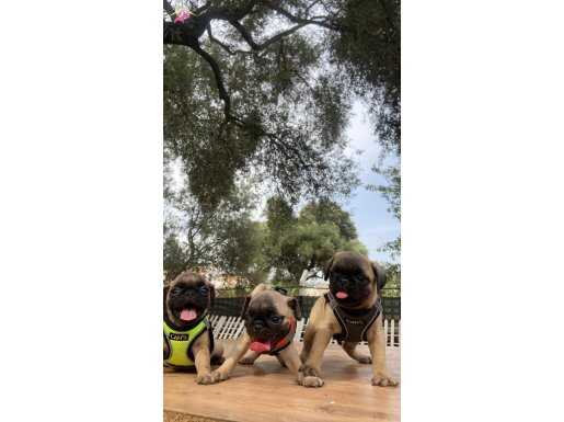 Hamburger Surat A+ Kalite Pug Mops 