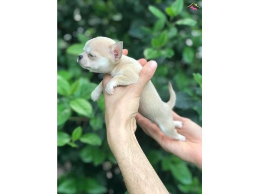 Türkiyede Bu Kalite Yok Teacup Şivava 